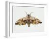 Eyed Hawk-Moth (Smerinthus Ocellata), Sphingidae. Artwork by Steve Roberts-null-Framed Giclee Print