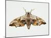 Eyed Hawk-Moth (Smerinthus Ocellata), Sphingidae. Artwork by Steve Roberts-null-Mounted Giclee Print