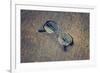 Eyeglasses Laying on a Grungy Wooden Background with Retro Filter Effect-Diplomedia-Framed Photographic Print