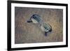 Eyeglasses Laying on a Grungy Wooden Background with Retro Filter Effect-Diplomedia-Framed Photographic Print