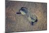 Eyeglasses Laying on a Grungy Wooden Background with Retro Filter Effect-Diplomedia-Mounted Photographic Print