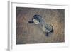 Eyeglasses Laying on a Grungy Wooden Background with Retro Filter Effect-Diplomedia-Framed Photographic Print