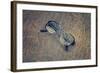 Eyeglasses Laying on a Grungy Wooden Background with Retro Filter Effect-Diplomedia-Framed Photographic Print