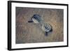 Eyeglasses Laying on a Grungy Wooden Background with Retro Filter Effect-Diplomedia-Framed Photographic Print