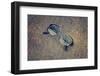 Eyeglasses Laying on a Grungy Wooden Background with Retro Filter Effect-Diplomedia-Framed Photographic Print