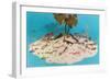 Eyeglasses on Simulated Desert Island-null-Framed Art Print