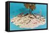 Eyeglasses on Simulated Desert Island-null-Framed Stretched Canvas