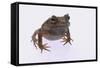 Eyelash Horn Frog-DLILLC-Framed Stretched Canvas