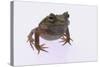 Eyelash Horn Frog-DLILLC-Stretched Canvas