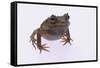 Eyelash Horn Frog-DLILLC-Framed Stretched Canvas