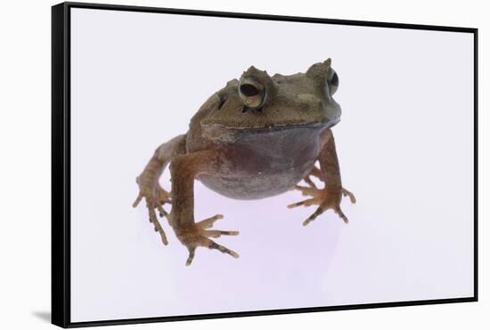 Eyelash Horn Frog-DLILLC-Framed Stretched Canvas