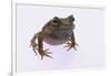 Eyelash Horn Frog-DLILLC-Framed Photographic Print