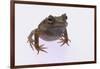 Eyelash Horn Frog-DLILLC-Framed Photographic Print