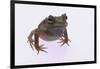 Eyelash Horn Frog-DLILLC-Framed Photographic Print