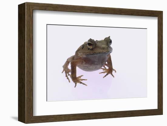 Eyelash Horn Frog-DLILLC-Framed Photographic Print