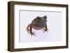 Eyelash Horn Frog-DLILLC-Framed Photographic Print