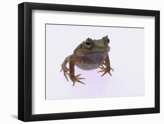 Eyelash Horn Frog-DLILLC-Framed Photographic Print