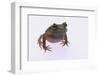 Eyelash Horn Frog-DLILLC-Framed Photographic Print