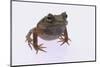 Eyelash Horn Frog-DLILLC-Mounted Photographic Print