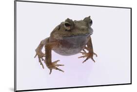 Eyelash Horn Frog-DLILLC-Mounted Photographic Print