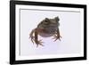 Eyelash Horn Frog-DLILLC-Framed Photographic Print