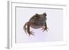 Eyelash Horn Frog-DLILLC-Framed Photographic Print