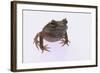 Eyelash Horn Frog-DLILLC-Framed Photographic Print