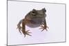 Eyelash Horn Frog-DLILLC-Mounted Photographic Print