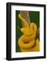 Eyelash Palm-pitviper coiled in strike pose with tongue out-John Cancalosi-Framed Photographic Print