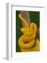 Eyelash Palm-pitviper coiled in strike pose with tongue out-John Cancalosi-Framed Photographic Print