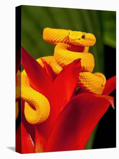 Eyelash Viper, Bothriechis Schlegeli, Native to Southern Mexico into Central America-David Northcott-Stretched Canvas