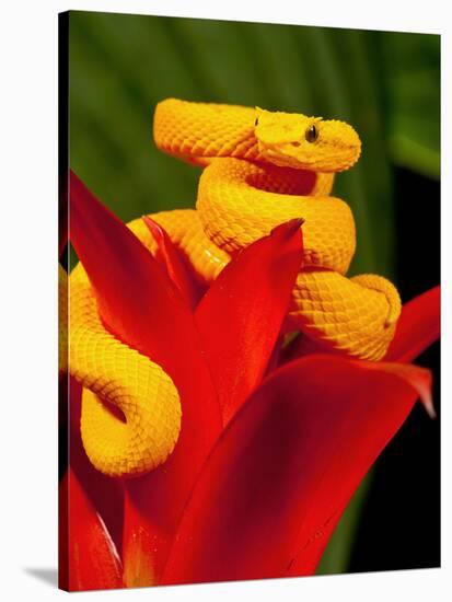 Eyelash Viper, Bothriechis Schlegeli, Native to Southern Mexico into Central America-David Northcott-Stretched Canvas