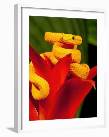 Eyelash Viper, Bothriechis Schlegeli, Native to Southern Mexico into Central America-David Northcott-Framed Premium Photographic Print