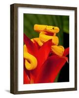 Eyelash Viper, Bothriechis Schlegeli, Native to Southern Mexico into Central America-David Northcott-Framed Photographic Print