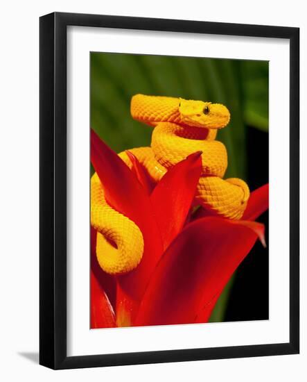 Eyelash Viper, Bothriechis Schlegeli, Native to Southern Mexico into Central America-David Northcott-Framed Photographic Print