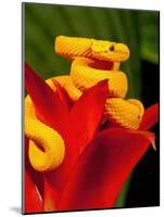 Eyelash Viper, Bothriechis Schlegeli, Native to Southern Mexico into Central America-David Northcott-Mounted Photographic Print