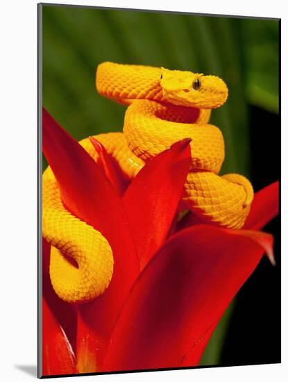 Eyelash Viper, Bothriechis Schlegeli, Native to Southern Mexico into Central America-David Northcott-Mounted Photographic Print