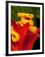 Eyelash Viper, Bothriechis Schlegeli, Native to Southern Mexico into Central America-David Northcott-Framed Photographic Print