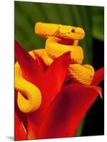Eyelash Viper, Bothriechis Schlegeli, Native to Southern Mexico into Central America-David Northcott-Mounted Photographic Print