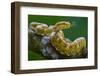 Eyelash viper (Bothriechis schlegelii) with tongue extended, flicking, tasting the air, Costa Rica-Phil Savoie-Framed Photographic Print