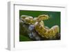 Eyelash viper (Bothriechis schlegelii) with tongue extended, flicking, tasting the air, Costa Rica-Phil Savoie-Framed Photographic Print