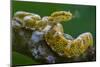 Eyelash viper (Bothriechis schlegelii) with tongue extended, flicking, tasting the air, Costa Rica-Phil Savoie-Mounted Photographic Print