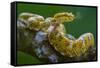 Eyelash viper (Bothriechis schlegelii) with tongue extended, flicking, tasting the air, Costa Rica-Phil Savoie-Framed Stretched Canvas