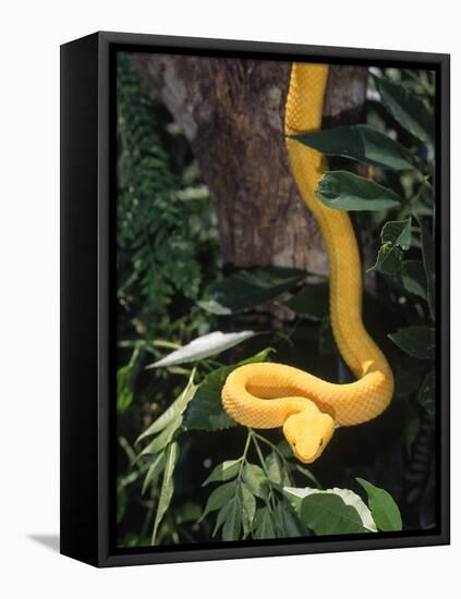 Eyelash Viper Snake, Costa Rica-Lynn M^ Stone-Framed Stretched Canvas