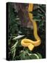 Eyelash Viper Snake, Costa Rica-Lynn M^ Stone-Stretched Canvas