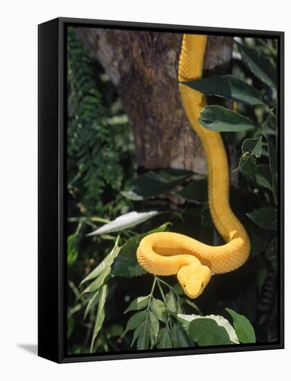 Eyelash Viper Snake, Costa Rica-Lynn M^ Stone-Framed Stretched Canvas