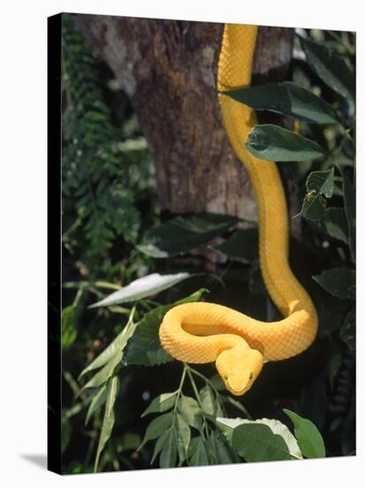 Eyelash Viper Snake, Costa Rica-Lynn M^ Stone-Stretched Canvas