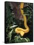 Eyelash Viper Snake, Costa Rica-Lynn M^ Stone-Framed Stretched Canvas