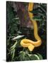 Eyelash Viper Snake, Costa Rica-Lynn M^ Stone-Stretched Canvas