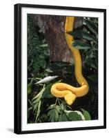 Eyelash Viper Snake, Costa Rica-Lynn M^ Stone-Framed Premium Photographic Print